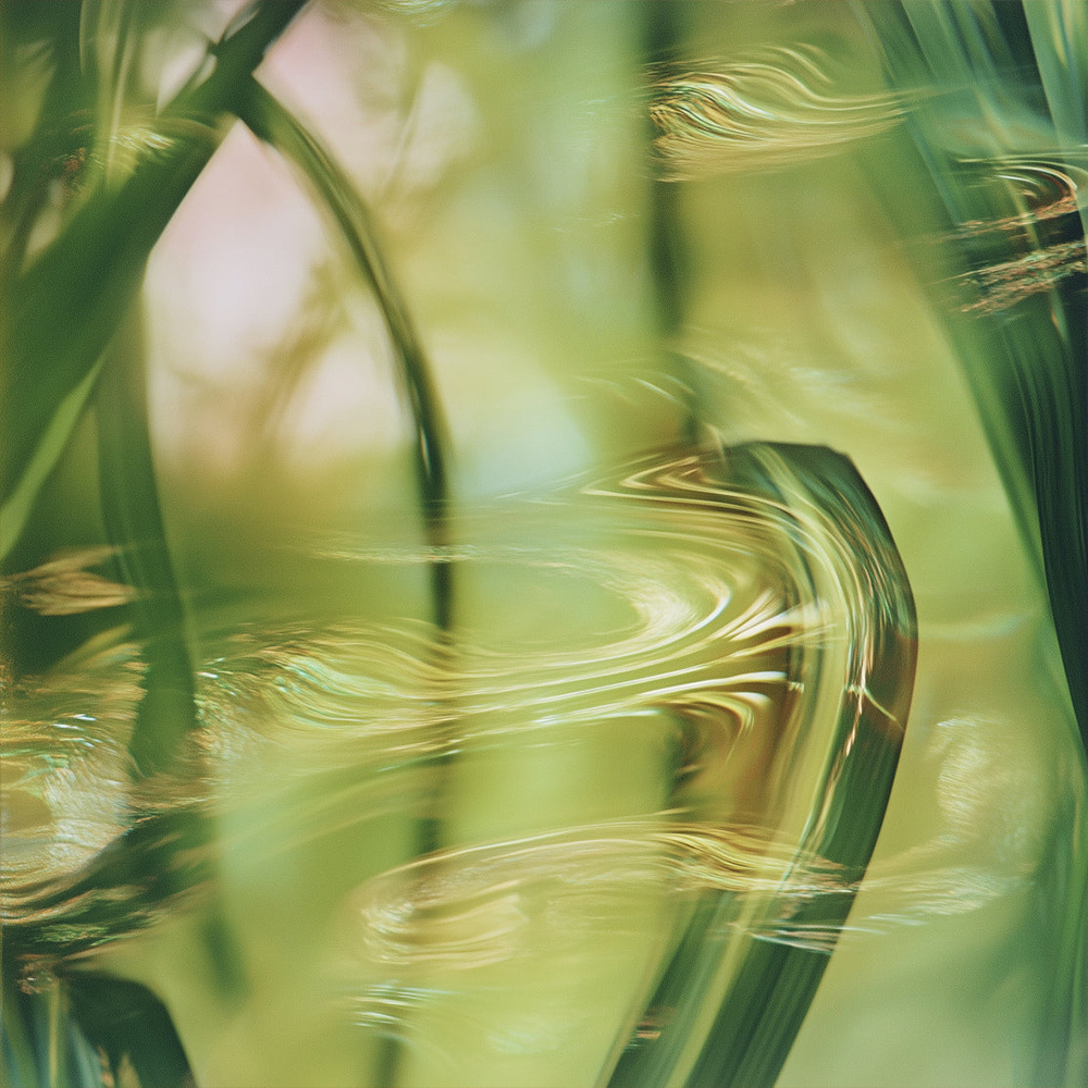 Vetiver & Lemon